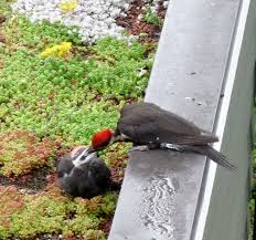 wildlife on roof